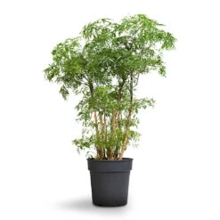 Polyscias Ming - Aralia Ming 24 Polyscias Ming - Aralia Ming -Indoor Plants Polyscias Ming Aralia Ming 19x60cm