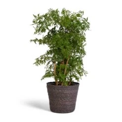 Polyscias Ming - Aralia Ming 17 Polyscias Ming - Aralia Ming -Indoor Plants Polyscias Ming Aralia Ming 19x60cm Igmar Plant Basket Grey 22x19cm