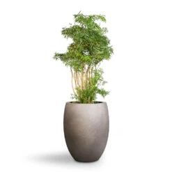 Grigio Tall Balloon Planter - Natural Concrete -Indoor Plants Polyscias Ming Aralia Ming 24x80cm Grigio Tall Balloon Planter Natural Concrete 40x50cm 1 c61e6f54 217e 409c a403 f5ac0358c30e