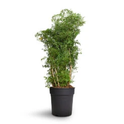 Polyscias Ming - Aralia Ming 23 Polyscias Ming - Aralia Ming -Indoor Plants Polyscias Ming Aralia Ming 24x80cm 2