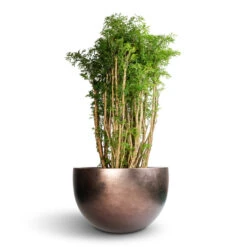 Polyscias Ming - Aralia Ming 18 Polyscias Ming - Aralia Ming -Indoor Plants Polyscias Ming Aralia Ming 27x110cm Metallic Plant Bowl Matt Coffee 45x27cm