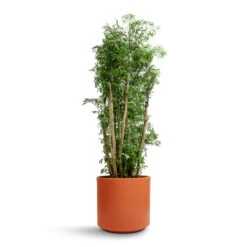 Polyscias Ming - Aralia Ming 27 Polyscias Ming - Aralia Ming -Indoor Plants Polyscias Ming Aralia Ming 27x110cm Prague Plant Pot Cayenne 28x24cm 837d3368 c294 4074 9145 8949759934e8
