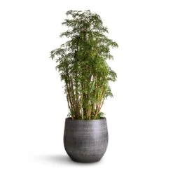 Esra Plant Pot - Mystic Grey -Indoor Plants Polyscias Ming Aralia Ming 27x90 Esra Plant Pot Mystic Grey 36x32cm 1a24fc3b f4cd 41d0 b350 e8ac8919cb84