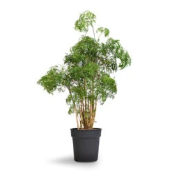 Polyscias Ming - Aralia Ming 19 Polyscias Ming - Aralia Ming -Indoor Plants Polyscias Ming Aralia Ming 27x90cm