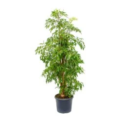 Polyscias Ming - Aralia Ming 26 Polyscias Ming - Aralia Ming -Indoor Plants Polyscias Ming Aralia Ming 29x130cm