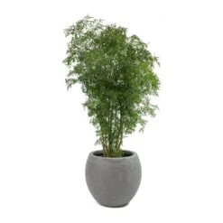 Polyscias Ming - Aralia Ming 25 Polyscias Ming - Aralia Ming -Indoor Plants Polyscias Ming Aralia Ming Abby Plant Pot