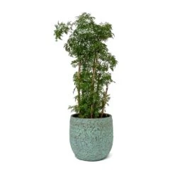 Polyscias Ming - Aralia Ming 28 Polyscias Ming - Aralia Ming -Indoor Plants Polyscias Ming Aralia Ming Evi Plant Pot Antique Bronze