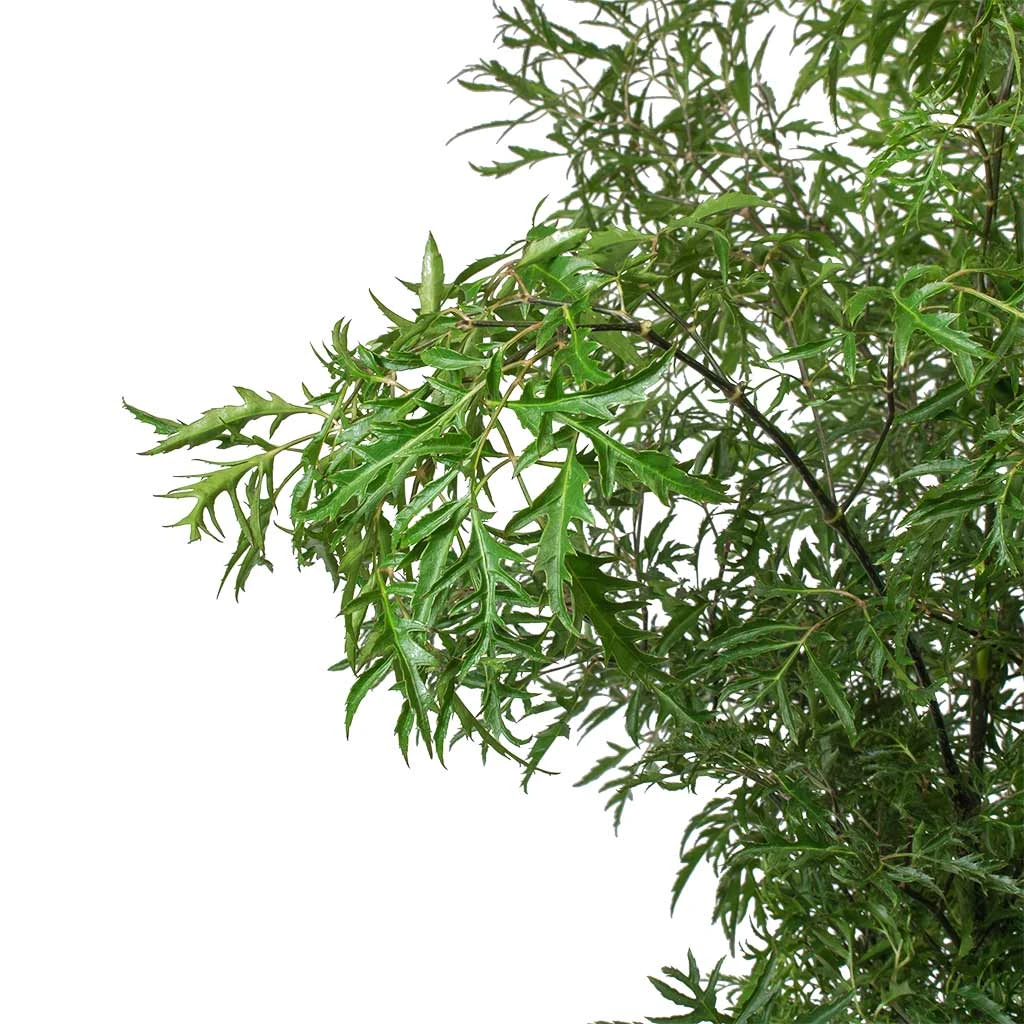 Polyscias Ming - Aralia - HydroCare 2 Polyscias Ming - Aralia - HydroCare - Image 2