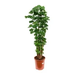 Polyscias Roble - Aralia Roble -Indoor Plants Polyscias Roble Aralia Roble 27x100cm