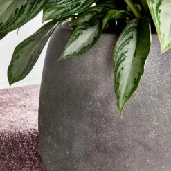 Polystone Coated Plain Balloon Planter - Raw Grey -Indoor Plants Polystone Coated Plain Balloon Planter Raw Grey Lifestyle Close