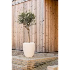 Polystone Coated Plain Coppa Planter - Natural 9 Polystone Coated Plain Coppa Planter - Natural -Indoor Plants Polystone Coated Plain Coppa Planter Natural Lifestyle