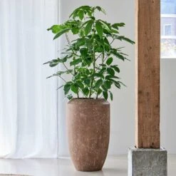 Polystone Coated Plain Coppa Planter - Rock -Indoor Plants Polystone Coated Plain Coppa Planter Rock 3