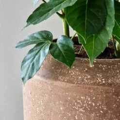 Polystone Coated Plain Coppa Planter - Rock -Indoor Plants Polystone Coated Plain Coppa Planter Rock 4