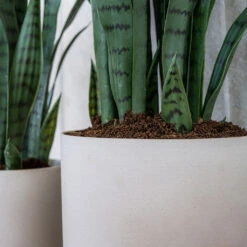 Puk Refined Planter - Natural White -Indoor Plants Puk Refined Planter Natural White Lifestyle 002