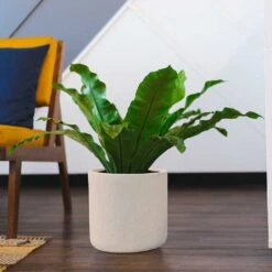 Raindrop Round Planter - Stone 13 Raindrop Round Planter - Stone -Indoor Plants Raindrop Round Planter Stone Indoor Plant