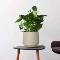 Raindrop Tube Round Planter - Stone 23 Raindrop Tube Round Planter - Stone -Indoor Plants Raindrop Tube Round Planter Stone Indoor Plant