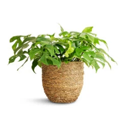 Cody Plant Pot - Straw Grass 23 Cody Plant Pot - Straw Grass -Indoor Plants Rhaphidophora tetrasperma Monstera minima 15x25cm Cody Plant Pot Straw Grass 22x20cm a01898d3 36eb 4449 bfff f595c0b910e5