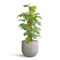 Cody Plant Pot - Ridged Cement -Indoor Plants Rhaphidophora tetrasperma Monstera minima Moss Pole 19x80cm Cody Plant Pot Ridged Cement 28x25cm 56836538 1827 4dcf 845f 22759ff73069