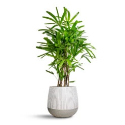 Pax Plant Pot - Ridged White Stripe 12 Pax Plant Pot - Ridged White Stripe -Indoor Plants Rhapis excelsa Lady Palm 27x110cm Pax Plant Pot Ridge White Stripe 40x36cm ebf3f0ed 909b 45f2 af74 d71166caff73