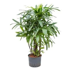 Rhapis Excelsa - Lady Palm - HydroCare -Indoor Plants Rhapis excelsa Lady Palm Hydroculture 25 19x120cm