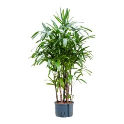 Rhapis Excelsa - Lady Palm - HydroCare -Indoor Plants Rhapis excelsa Lady Palm Hydroculture 28 19x150cm
