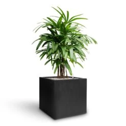 Rhapis Excelsa - Lady Palm - HydroCare -Indoor Plants Rhapis excelsa Lady Palm Hydroculture Grigio Cube Planter Anthracite Concrete a424559f a8f2 42b4 b0d7 5363e0a3708a