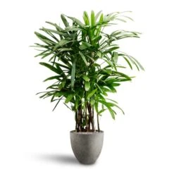 Rhapis Excelsa - Lady Palm - HydroCare -Indoor Plants Rhapis excelsa Lady Palm Hydroculture Grigio Egg Pot Planter Natural Concrete