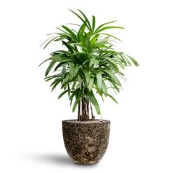 Rhapis Excelsa - Lady Palm - HydroCare -Indoor Plants Rhapis excelsa Lady Palm Hydroculture Lava Couple Relic Planter Black