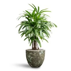 Rhapis Excelsa - Lady Palm - HydroCare -Indoor Plants Rhapis excelsa Lady Palm Hydroculture Lava Couple Relic Planter Jade