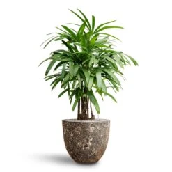 Lava Couple Relic Planter - Rust -Indoor Plants Rhapis excelsa Lady Palm Hydroculture Lava Couple Relic Planter Rust 5e536bc7 6bce 4381 8138 a29825b83c9a