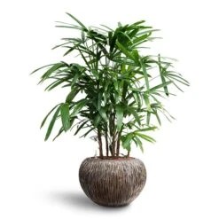 Rhapis Excelsa - Lady Palm - HydroCare -Indoor Plants Rhapis excelsa Lady Palm Hydroculture Luxe Lite Waterfall Globe Planter Bronze bbfc434c af63 49a5 a921 32d4359c800d