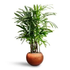 Rhapis Excelsa - Lady Palm - HydroCare -Indoor Plants Rhapis excelsa Lady Palm Hydroculture Metallic Couple Plant Pot Matt Copper