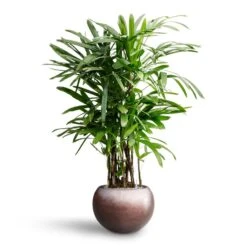 Metallic Globe Plant Pot - Matt Coffee -Indoor Plants Rhapis excelsa Lady Palm Hydroculture Metallic Globe Plant Pot Matt Coffee 1ab5e1bf 885e 4193 82b9 0d7312e9924d