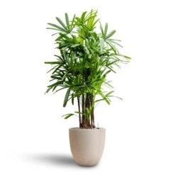 Rhapis Excelsa - Lady Palm - HydroCare -Indoor Plants Rhapis excelsa Lady Palm Hydroculture Raindrop Egg Planter Stone
