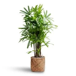 Rhapis Excelsa - Lady Palm - HydroCare -Indoor Plants Rhapis excelsa Lady Palm Hydroculture Zayn Bamboo Planter