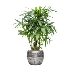 Rhapis Excelsa - Lady Palm - HydroCare -Indoor Plants Rhapis excelsa Lady Palm Hydroculture Opus Hammered Globe Planter Silver