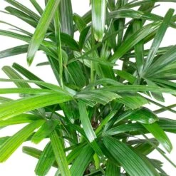 Rhapis Excelsa - Lady Palm - HydroCare -Indoor Plants Rhapis excelsa Lady Palm Leaves 910e89e9 2650 4eee 88d4 abdf8b306550