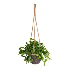 Rhipsalis Crispata - Mistletoe Cactus -Indoor Plants Rhipsalis crispata Mistletoe Cactus 14x40cm Igmar Hanging Plant Basket Grey 17x14cm