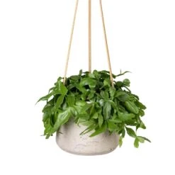 Patt Hanging Plant Pot - Grey Washed -Indoor Plants Rhipsalis crispata Mistletoe Cactus 14x40cm Patt Hanging Plant Pot Grey Washed 20x17cm c23603a9 19e4 4fb4 91af 9642b8e7875b