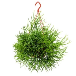 Rhipsalis Heteroclada - Mistletoe Cactus