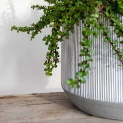 Harith Plant Pot - Ridged White Stripe 11 Harith Plant Pot - Ridged White Stripe -Indoor Plants Ridged Harith Plant Pot White Stripe Close Up