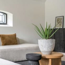 Jesslyn Plant Pot - Ridged White Stripe 15 Jesslyn Plant Pot - Ridged White Stripe -Indoor Plants Ridged Jesslyn Plant Pot White Stripe Aloe Vera Houseplant