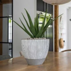 Jesslyn Plant Pot - Ridged White Stripe 16 Jesslyn Plant Pot - Ridged White Stripe -Indoor Plants Ridged Jesslyn Plant Pot White Stripe Aloe Vera Indoor Plant