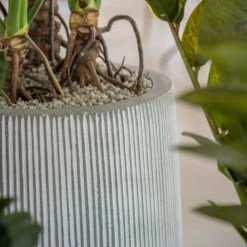 Tall Harith Plant Pot - Ridged White Stripe -Indoor Plants Ridged Tall Harith Plant Pot White Stripe Lifestyle 2