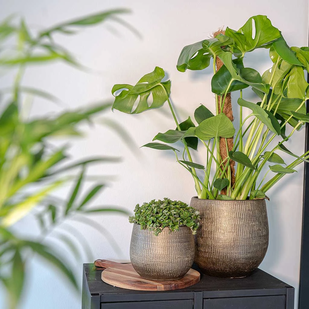 Ryan Plant Pot - Shiny Gold 8 Ryan Plant Pot - Shiny Gold - Image 8