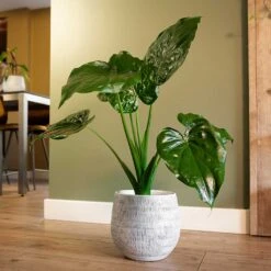 Ryan Plant Pot - White Black -Indoor Plants Ryan Plant Pot White Black Alocasia Houseplant