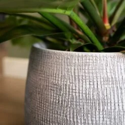 Ryan Plant Pot - White Black -Indoor Plants Ryan Plant Pot White Black Close Up
