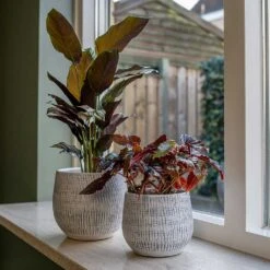 Ryan Plant Pot - White Black -Indoor Plants Ryan Plant Pots White Houseplants