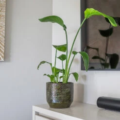 Sanna Plant Pot - Moss Green -Indoor Plants Sanna Moss Green 6