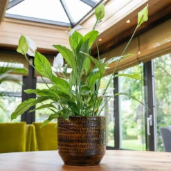 Sanna Plant Pot - Savanna -Indoor Plants Sanna Savana 1